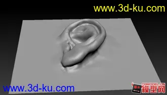 3D打印模型耳朵写实雕刻的图片