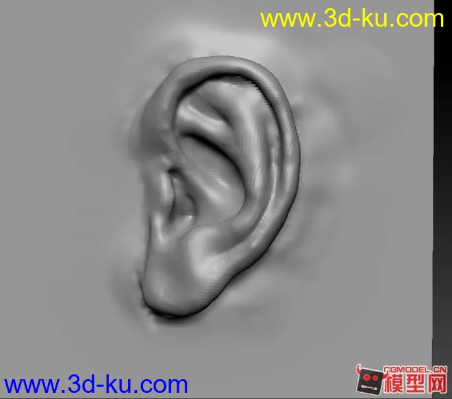 耳朵写实雕刻模型的图片2