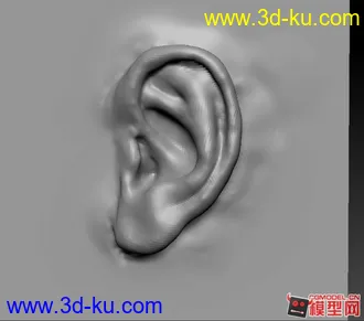 3D打印模型耳朵写实雕刻的图片