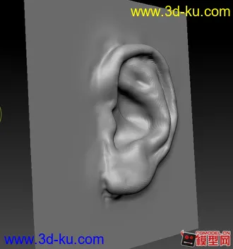 3D打印模型耳朵写实雕刻的图片