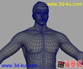 标准人体模型，布线非常不错，超写实的。的图片