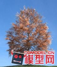 秋天的树模型的图片1