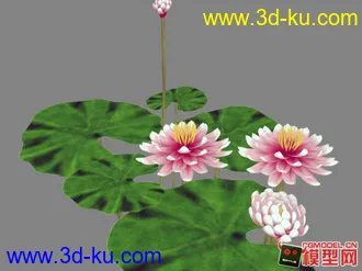 荷花模型 3dsMax 9.0以上版本的图片