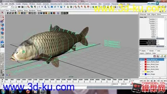 3D打印模型maya草鱼绑定一条,2010版本通过的图片