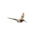 3D模型 动画 鸟 飞行 动画的图片1