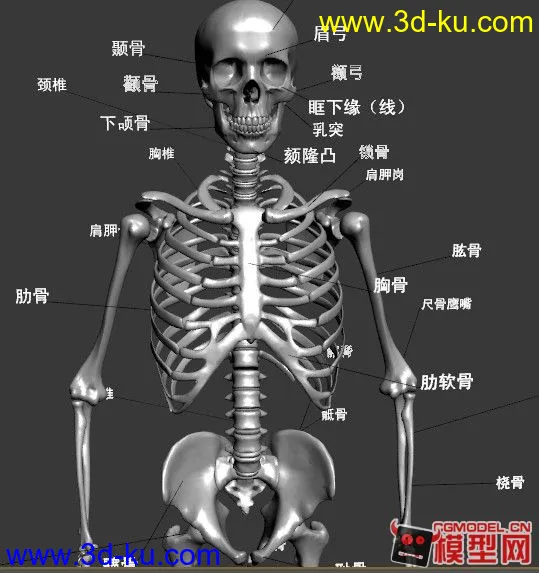 一个高精度的人物骨骼模型，很有参考价值的图片2