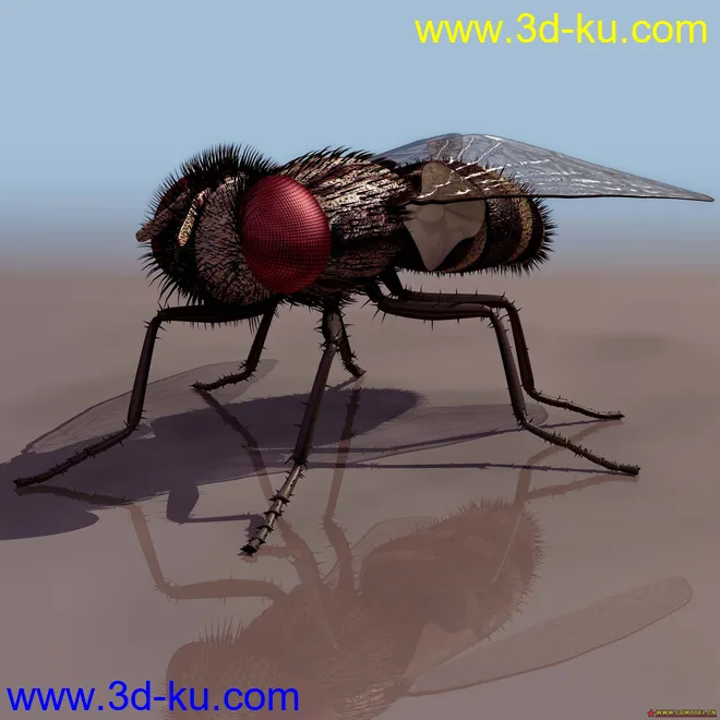 动物模型-苍蝇的图片1