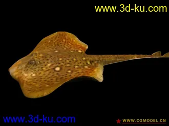 虹鱼模型（含高中低模）的图片