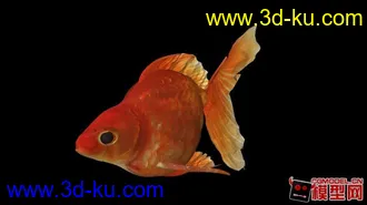 3D打印模型金鱼一枚的图片