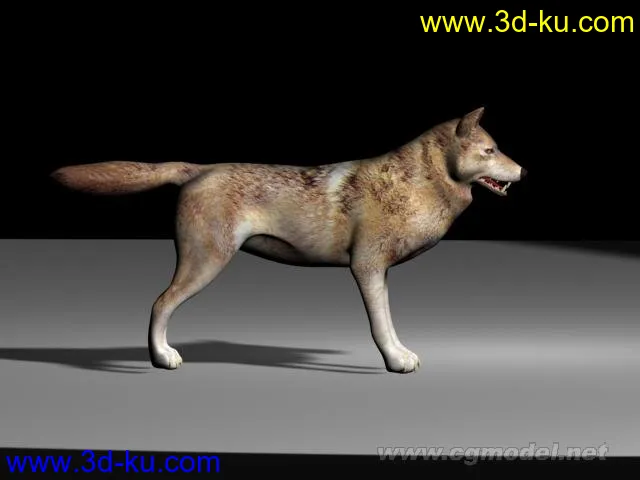 野狼模型的图片1