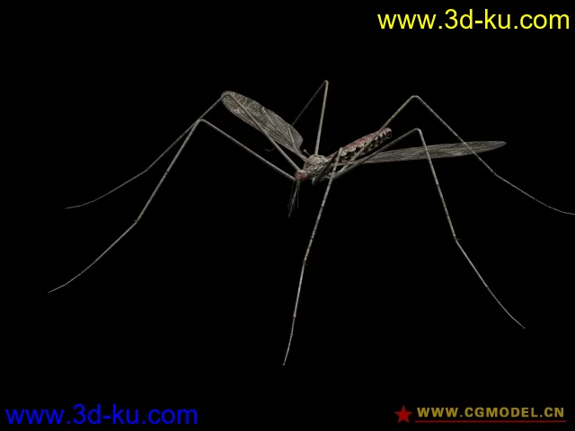 蚊子模型的图片1