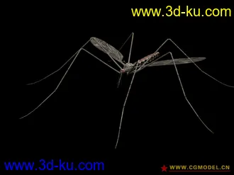 3D打印模型蚊子的图片