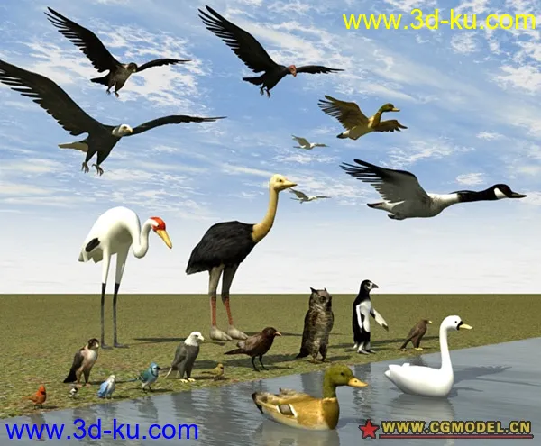 bird collection 常见鸟类合集 丰富您的3D世界模型的图片1