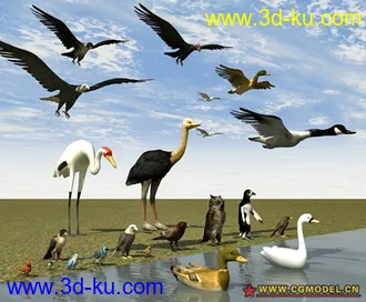 3D打印模型bird collection 常见鸟类合集 丰富您的3D世界的图片