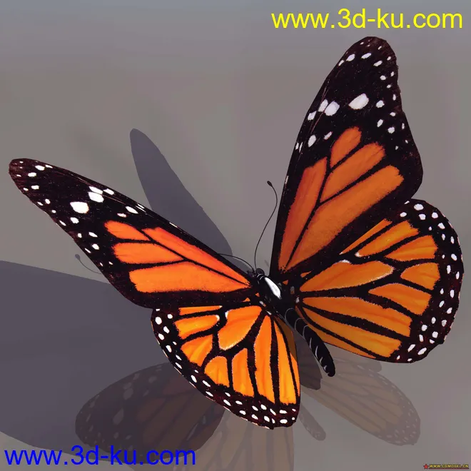 蝴蝶 含贴图模型的图片1