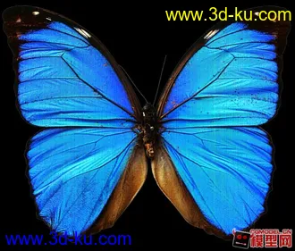 3D打印模型神级写实蝴蝶 带动画 欢迎下载欢迎下载的图片