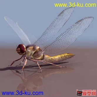 3D打印模型SSS蜻蜓的图片