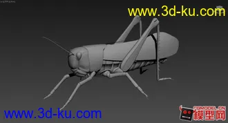 Max蚂蚱模型的图片