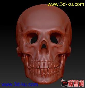 3D打印模型头骨的图片