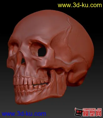 3D打印模型头骨的图片