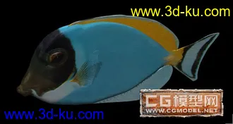 3D打印模型鱼的图片