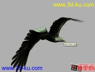 写实老鹰模型动画的图片