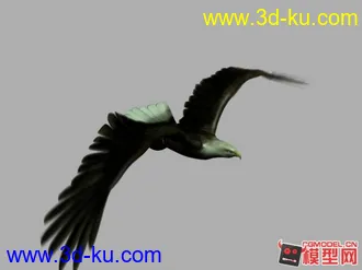 写实老鹰模型动画的图片