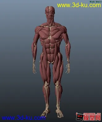 人体肌肉模型的图片