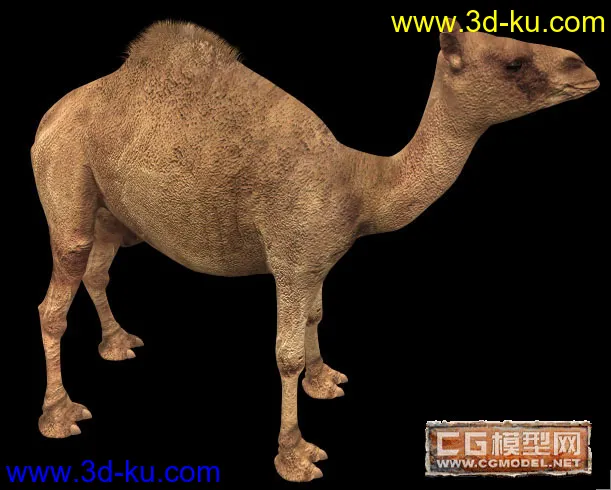 骆驼模型的图片1