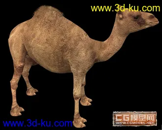 3D打印模型骆驼的图片