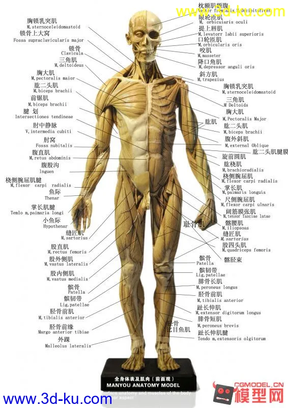 处女作，自己看教程做了一下午一晚上，头是前两天做的 有待改正 大神多多指点~！模型的图片4