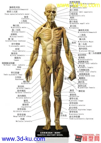 3D打印模型处女作，自己看教程做了一下午一晚上，头是前两天做的 有待改正 大神多多指点~！的图片