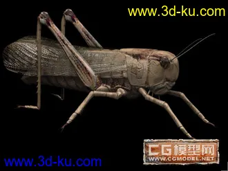 3D打印模型蚂蚱的图片