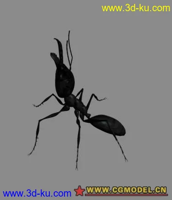 蚂蚁模型的图片1