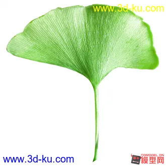 maya 银杏叶模型 贴图附件的图片