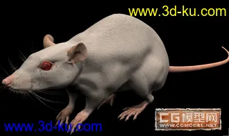 3D打印模型白鼠的图片