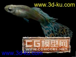 3D打印模型金鱼的图片