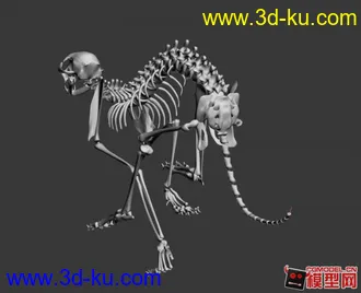 3D打印模型奔跑猎豹 骨架的图片
