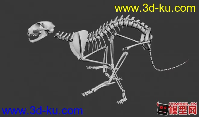 奔跑猎豹 骨架模型的图片4
