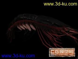 3D打印模型虾的图片