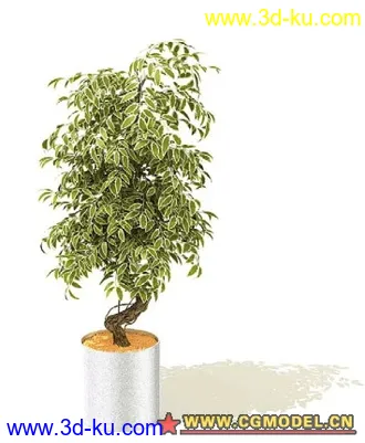 一些国外精品盆栽模型的图片