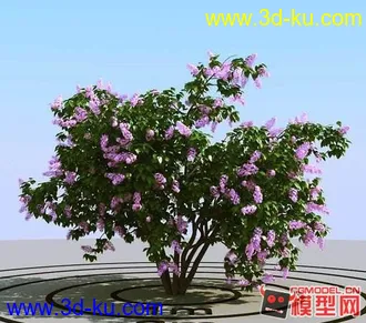 高精细紫丁香模型的图片