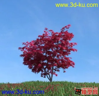 高精细紫丁香模型的图片