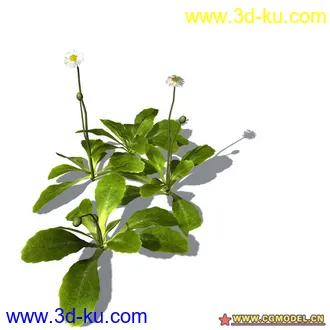 花草模型的图片