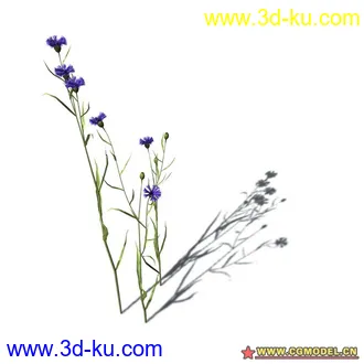 花草模型的图片