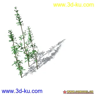 花草模型的图片