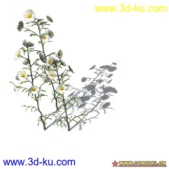 花草模型的图片