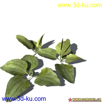 花草模型的图片