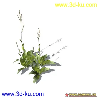 花草模型的图片