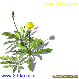 花草模型的图片